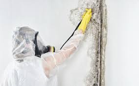 Best Mold Prevention Services  in Coaldale, PA